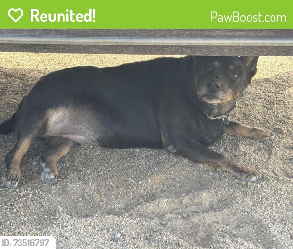 Reunited Unknown Dog last seen S Apache Rd, Buckeye, AZ 85326, USA, Buckeye, AZ 85326