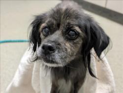 Shelter Stray Female Dog last seen Near BLOCK N NELLIS BLVD, LAS VEGAS NV 89115, 655 N Mojave Rd, Las Vegas, NV 89101, USA