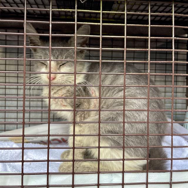 Shelter Stray Female Cat last seen Near BLOCK OF CYNTHIA LINN, 4710 TX-151, San Antonio, TX 78227, USA
