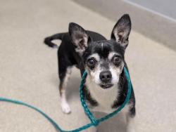 Shelter Stray Male Dog last seen Near BLOCK SUTCLIFFE CIR, LAS VEGAS NV 89110, 655 N Mojave Rd, Las Vegas, NV 89101, USA