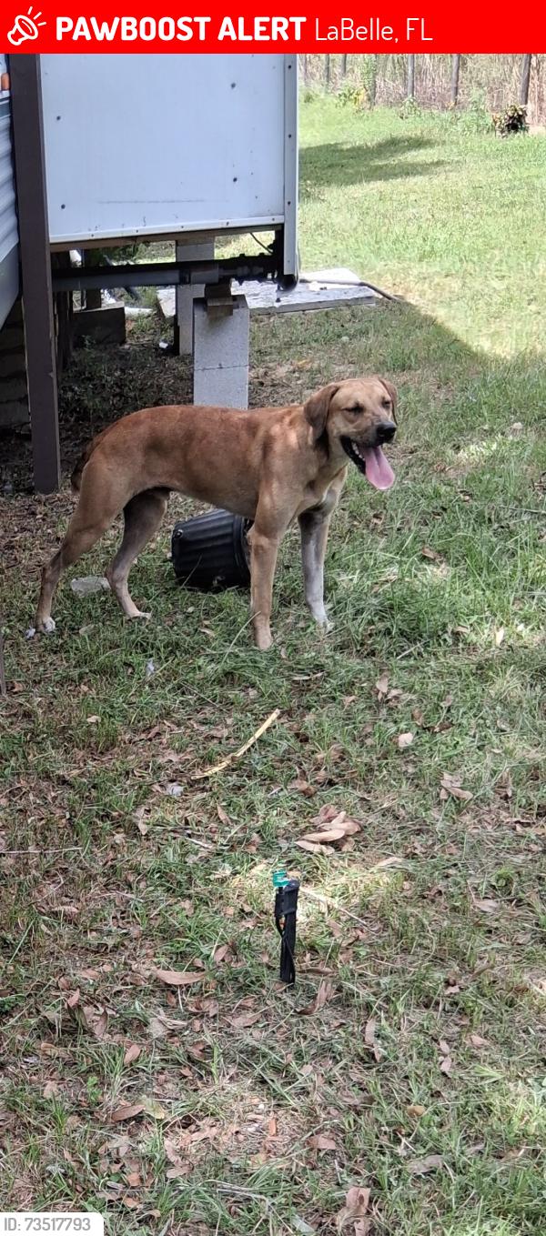 Lost Male Dog last seen Near 4th Rd labelle fl33935, LaBelle, FL 33935