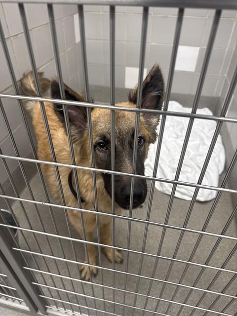 Shelter Stray Male Dog last seen E CHARLESTON BLVD & N NELLIS BLVD, 655 N Mojave Rd, Las Vegas, NV 89101, USA