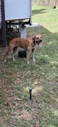 Lost Male Dog last seen Near 4th Rd labelle fl33935, LaBelle, FL 33935