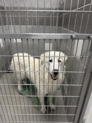 Shelter Stray Unknown Dog last seen BOULDER HWY & S LAMB BLVD, 655 N Mojave Rd, Las Vegas, NV 89101, USA