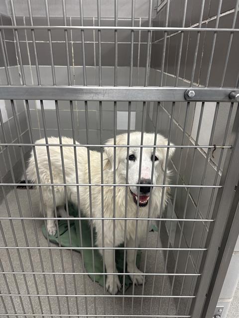 Shelter Stray Unknown Dog last seen BOULDER HWY & S LAMB BLVD, 655 N Mojave Rd, Las Vegas, NV 89101, USA