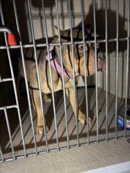 Shelter Stray Male Dog last seen Near BLOCK N SANDHILL RD, LAS VEGAS NV 89110, 655 N Mojave Rd, Las Vegas, NV 89101, USA