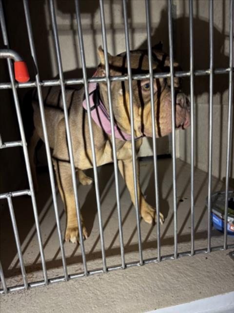 Shelter Stray Male Dog last seen Near BLOCK N SANDHILL RD, LAS VEGAS NV 89110, 655 N Mojave Rd, Las Vegas, NV 89101, USA