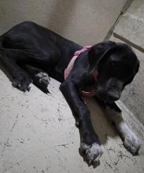 Shelter Stray Female Dog last seen Near BLOCK ASTORVILLE CT, LAS VEGAS NV 89110, 655 N Mojave Rd, Las Vegas, NV 89101, USA