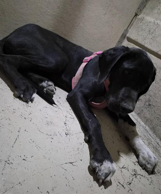 Shelter Stray Female Dog last seen Near BLOCK ASTORVILLE CT, LAS VEGAS NV 89110, 655 N Mojave Rd, Las Vegas, NV 89101, USA