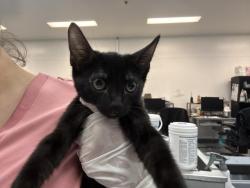 Shelter Stray Female Cat last seen Near BLOCK FREDERICK ST, COACHELLA CA 92236, 72050 Pet Land Pl, Thousand Palms, CA 92276, USA