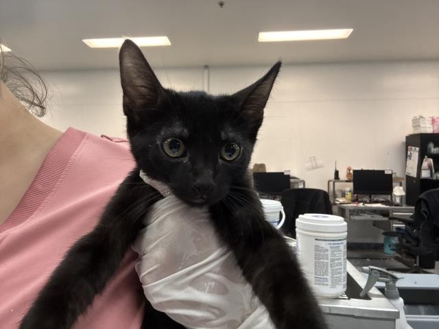 Shelter Stray Female Cat last seen Near BLOCK FREDERICK ST, COACHELLA CA 92236, 72050 Pet Land Pl, Thousand Palms, CA 92276, USA