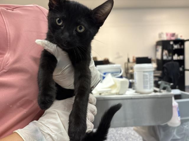 Shelter Stray Male Cat last seen Near BLOCK FREDERICK ST, COACHELLA CA 92236, 72050 Pet Land Pl, Thousand Palms, CA 92276, USA