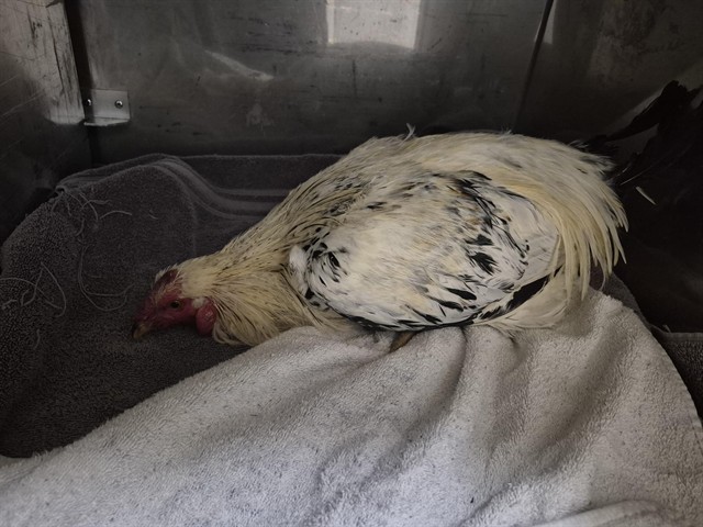 Shelter Stray Male Bird last seen Near BLOCK N ADAMS ST, DENVER CO 80216, 1241 W Bayaud Ave, Denver, CO 80223, USA