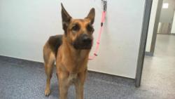 Shelter Stray Female Dog last seen CHARLOTTE, 8315 Byrum Dr, Charlotte, NC 28217, USA