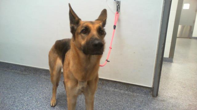 Shelter Stray Female Dog last seen CHARLOTTE, 8315 Byrum Dr, Charlotte, NC 28217, USA