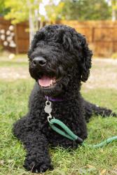 Reunited Male Dog last seen W 17th Ave & Utica St, Denver, CO 80204