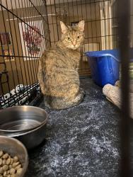Found/Stray Female Cat last seen 70th Ave and Montebello, Glendale, AZ 85303