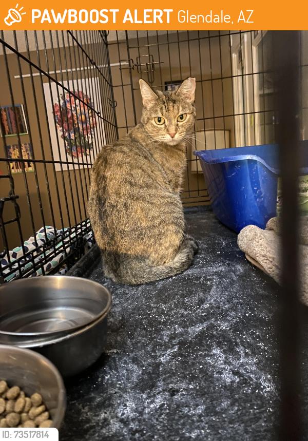 Found/Stray Female Cat last seen 70th Ave and Montebello, Glendale, AZ 85303