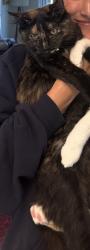 Lost Female Cat last seen Palms Blvd and Greenfield Ave, Los Angeles, CA 90034