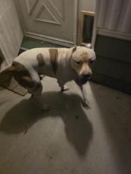 Found/Stray Male Dog last seen 67th and Olive Ave, Glendale, AZ 85302