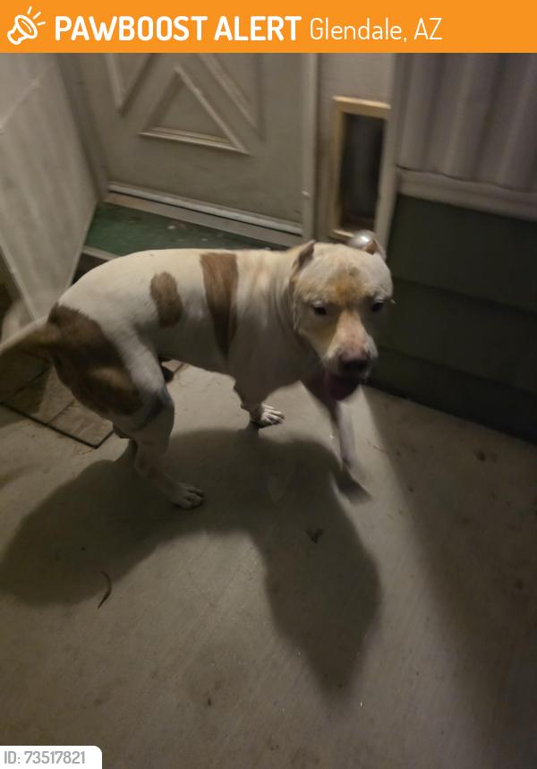 Found/Stray Male Dog last seen 67th and Olive Ave, Glendale, AZ 85302