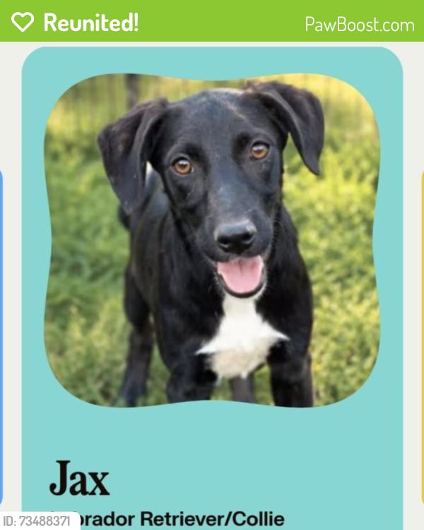Reunited Male Dog last seen Kelly Elliot and sublet, Arlington, TX 76012