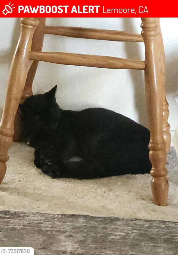 Lost Male Cat last seen 19th and Sliverado, Lemoore, CA 93245