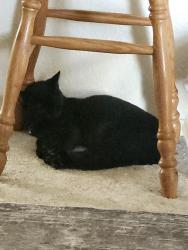 Lost Male Cat last seen 19th and Sliverado, Lemoore, CA 93245