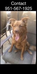 Reunited Female Dog last seen El nido ave and Rider st, Perris, CA 92571