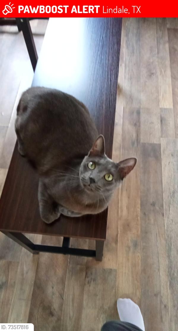 Lost Male Cat last seen Near Stewart St in the trailer park, Lindale, TX 75771
