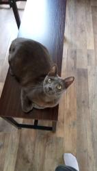 Lost Male Cat last seen Near Stewart St in the trailer park, Lindale, TX 75771