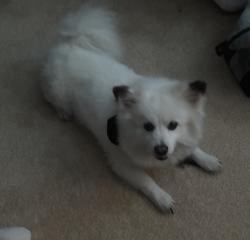 Lost Male Dog last seen Warm spring & Mark, Henderson, NV 89074