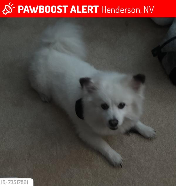 Lost Male Dog last seen Warm spring & Mark, Henderson, NV 89074