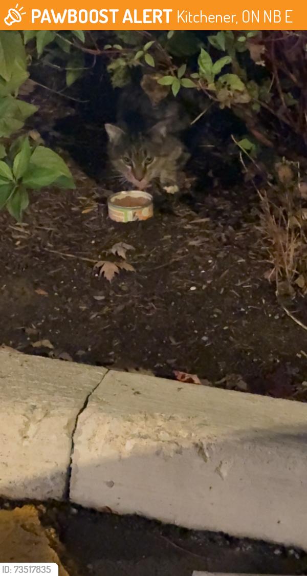 Found/Stray Unknown Cat last seen Circle k on Victoria and lackner, Kitchener, ON N2B 3E4