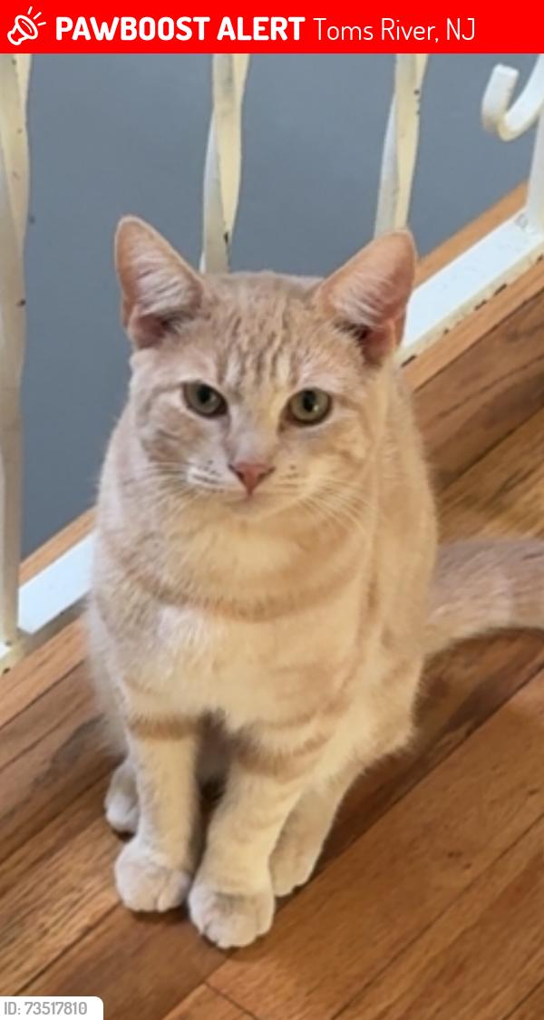Lost Male Cat last seen Bay ave, Toms River, NJ 08753