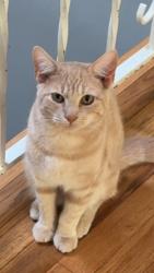 Lost Male Cat last seen Bay ave, Toms River, NJ 08753
