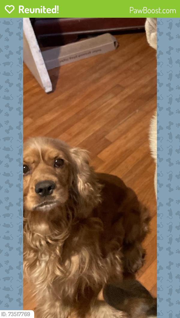 Reunited Male Dog last seen Near S Giddings St, Visalia, CA 93277, USA, Visalia, CA 93277