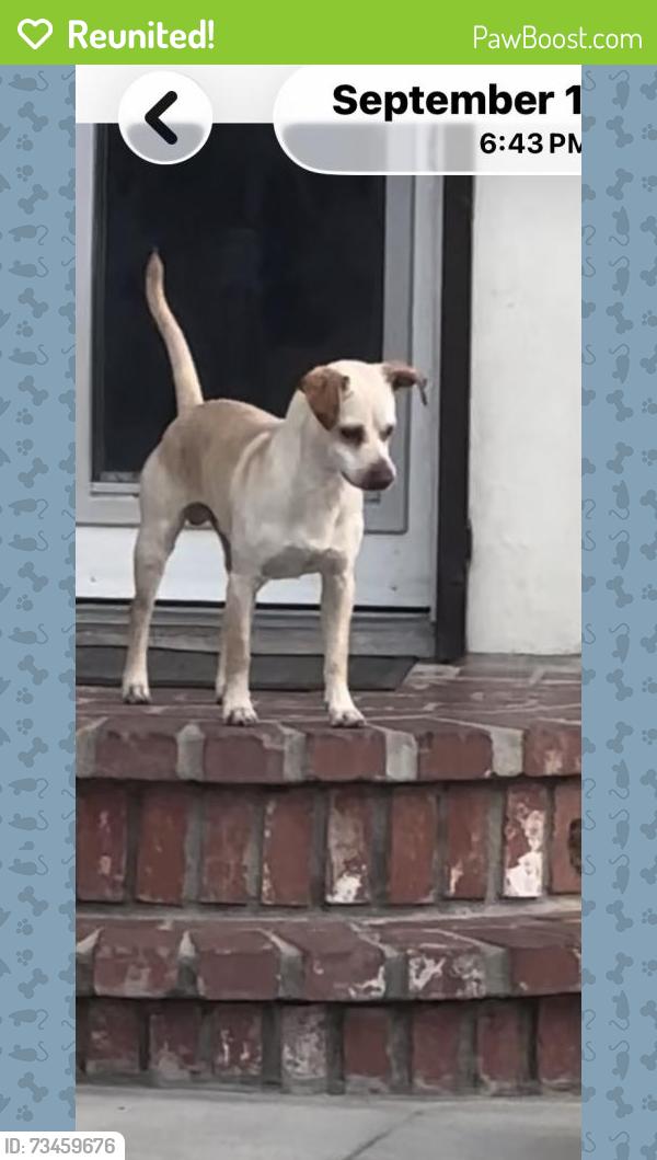Reunited Male Dog last seen 49Th San pedro, Los Angeles, CA 90011