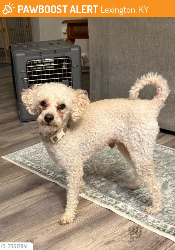 Found/Stray Male Dog last seen Intersection of polo club and man o war, Lexington, KY 40509