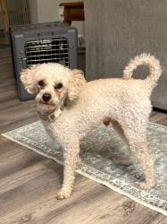 Found/Stray Male Dog last seen Intersection of polo club and man o war, Lexington, KY 40509