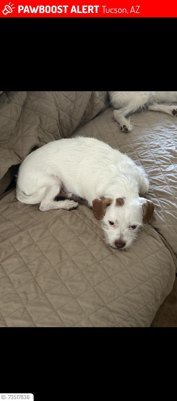 Lost Male Dog last seen Grant and Craycroft, Tucson, AZ 85712
