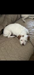 Lost Male Dog last seen Grant and Craycroft, Tucson, AZ 85712