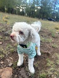 Reunited Male Dog last seen 43rd And McDowell, Phoenix, AZ 85035
