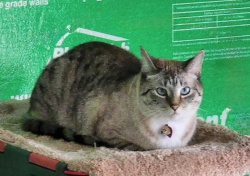 Lost Female Cat last seen 68th st and Division, Grand Rapids, MI 49548