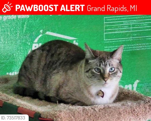 Lost Female Cat last seen 68th st and Division, Grand Rapids, MI 49548