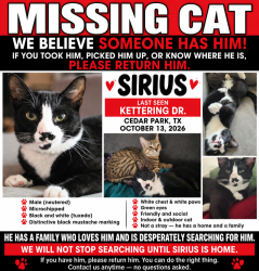 Lost Male Cat last seen Leander Highschool, Cedar Park, TX 78613