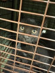 Shelter Stray Unknown Cat last seen Falls Church,VA.22041.Vista Dr/Glen Carlyn, Fairfax County, VA, 4500 West Ox Rd, Fairfax, VA 22030, USA