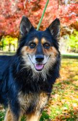 Shelter Stray Male Dog last seen Near Briggs Rd, Wapato,, 2405 W Birchfield Rd, Yakima, WA 98901, USA