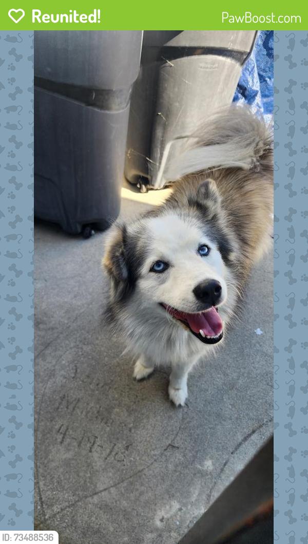 Reunited Female Dog last seen Knott Ave / Ball Rd, Anaheim, CA 92804