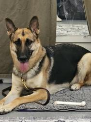 Reunited Female Dog last seen She bolted from the parking lot off town center loop, by Bulwinkles and Les Schwab but was seen north by Target, Wilsonville, OR 97070
